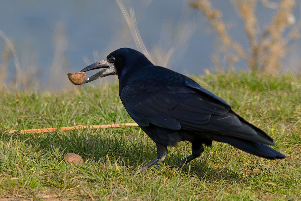 Ekin Kargası - ML647419931