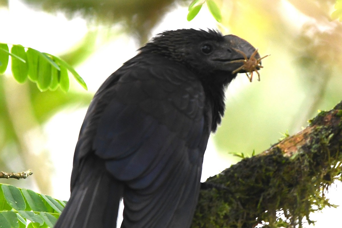 glattnebbani - ML647419932