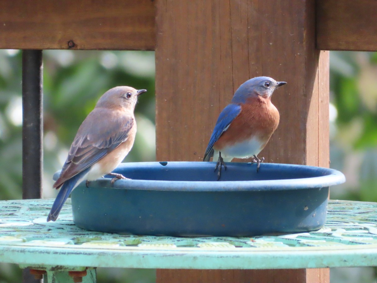 Eastern Bluebird - ML647419933