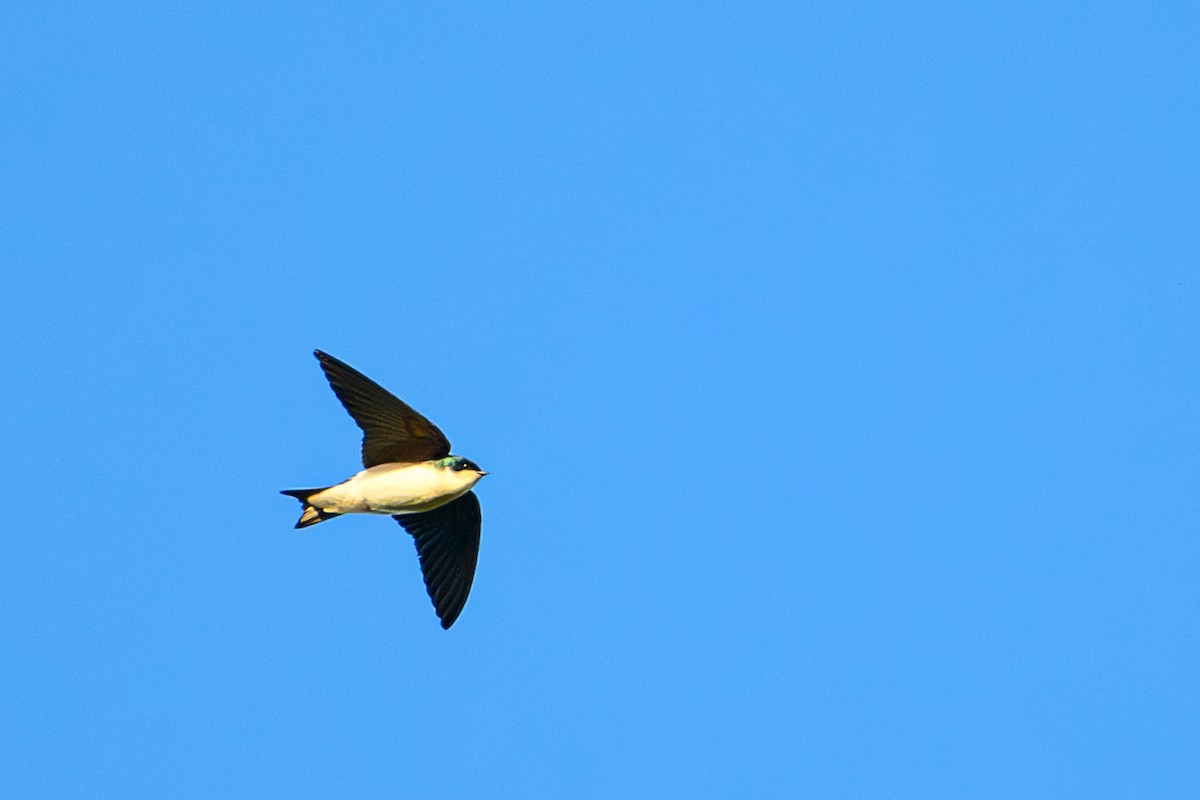 Tree Swallow - ML647419961