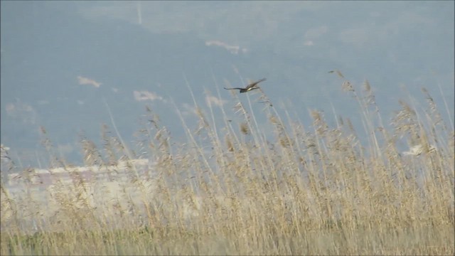 Степной лунь - ML647419967