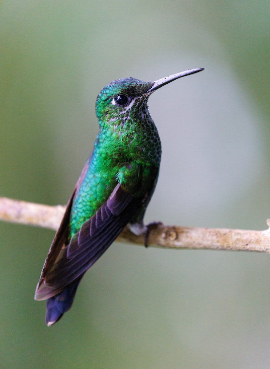 Green-crowned Brilliant - ML647419968