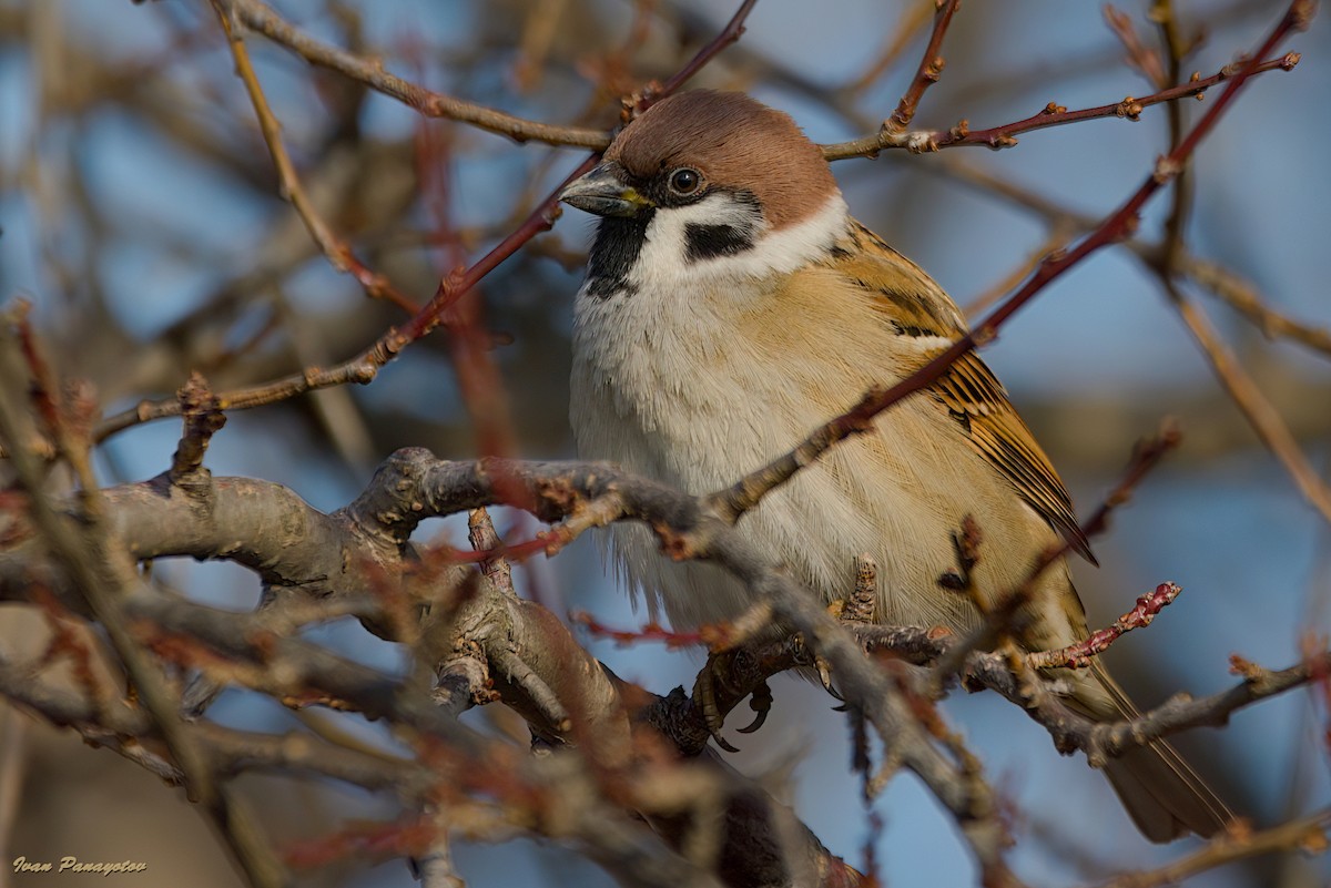 Gorrión Molinero - ML647419969