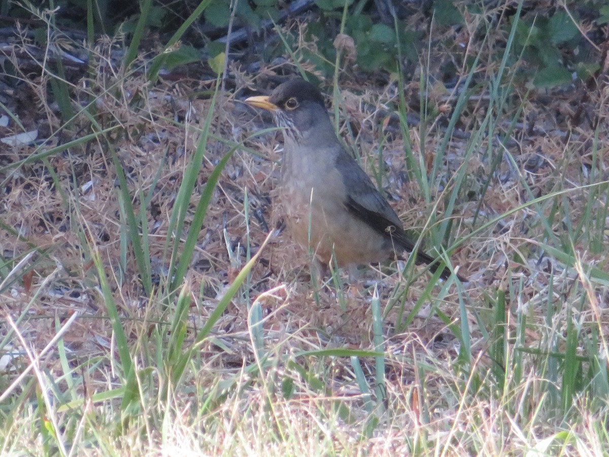 Магелланов дрозд - ML647419977