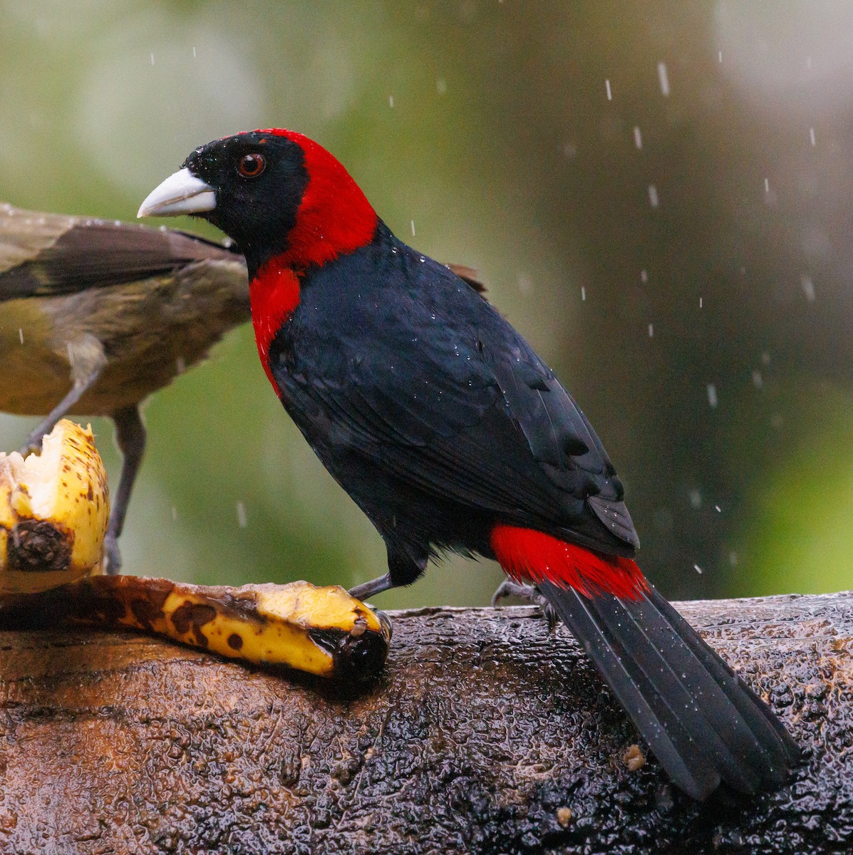 Crimson-collared Tanager - ML647419978