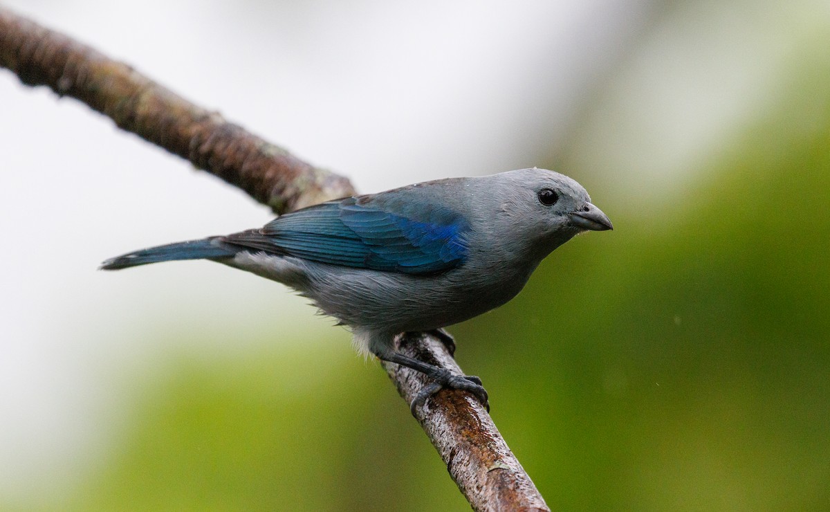 Blue-gray Tanager - ML647419984