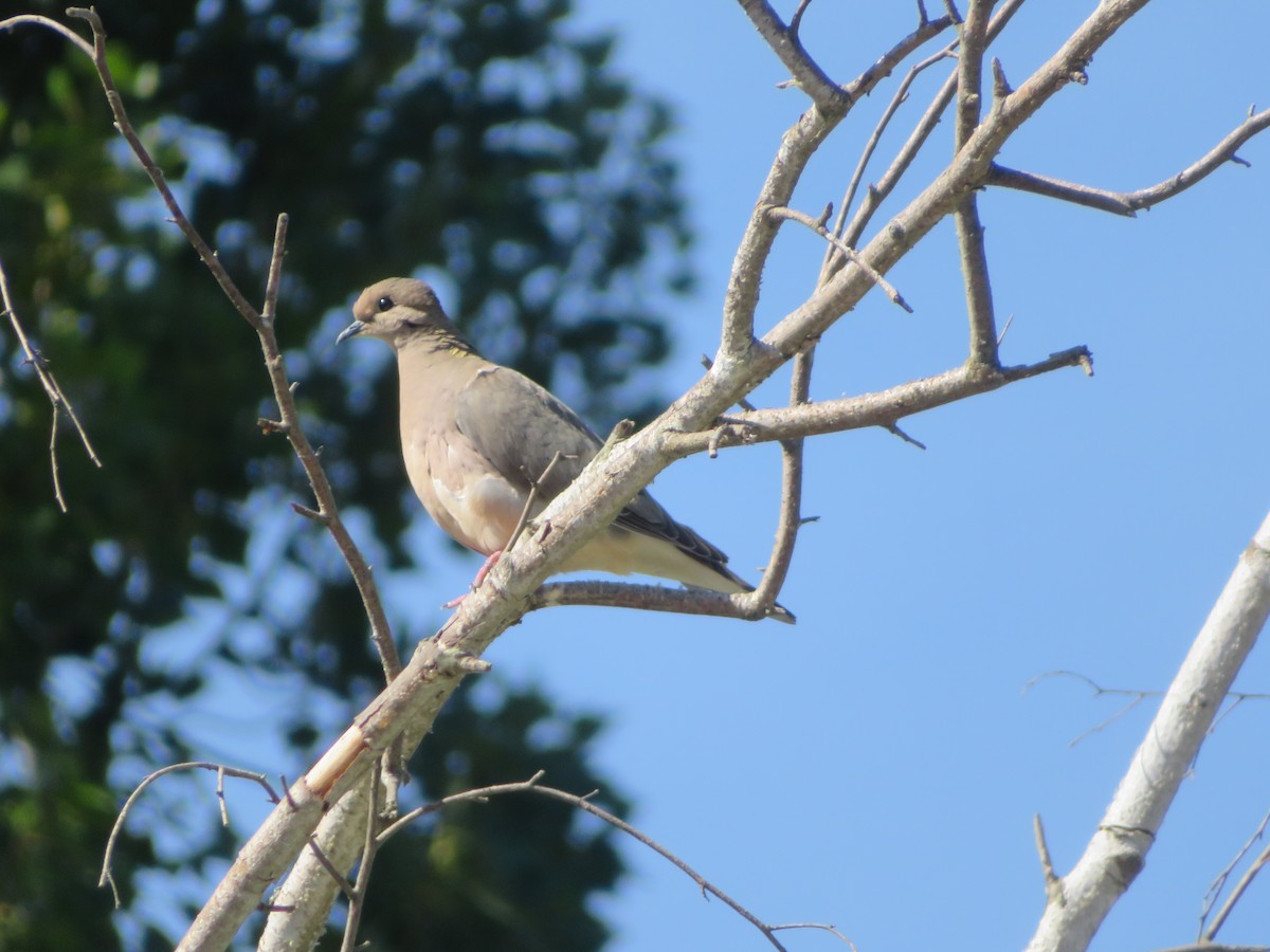 Ушастая горлица - ML647419990