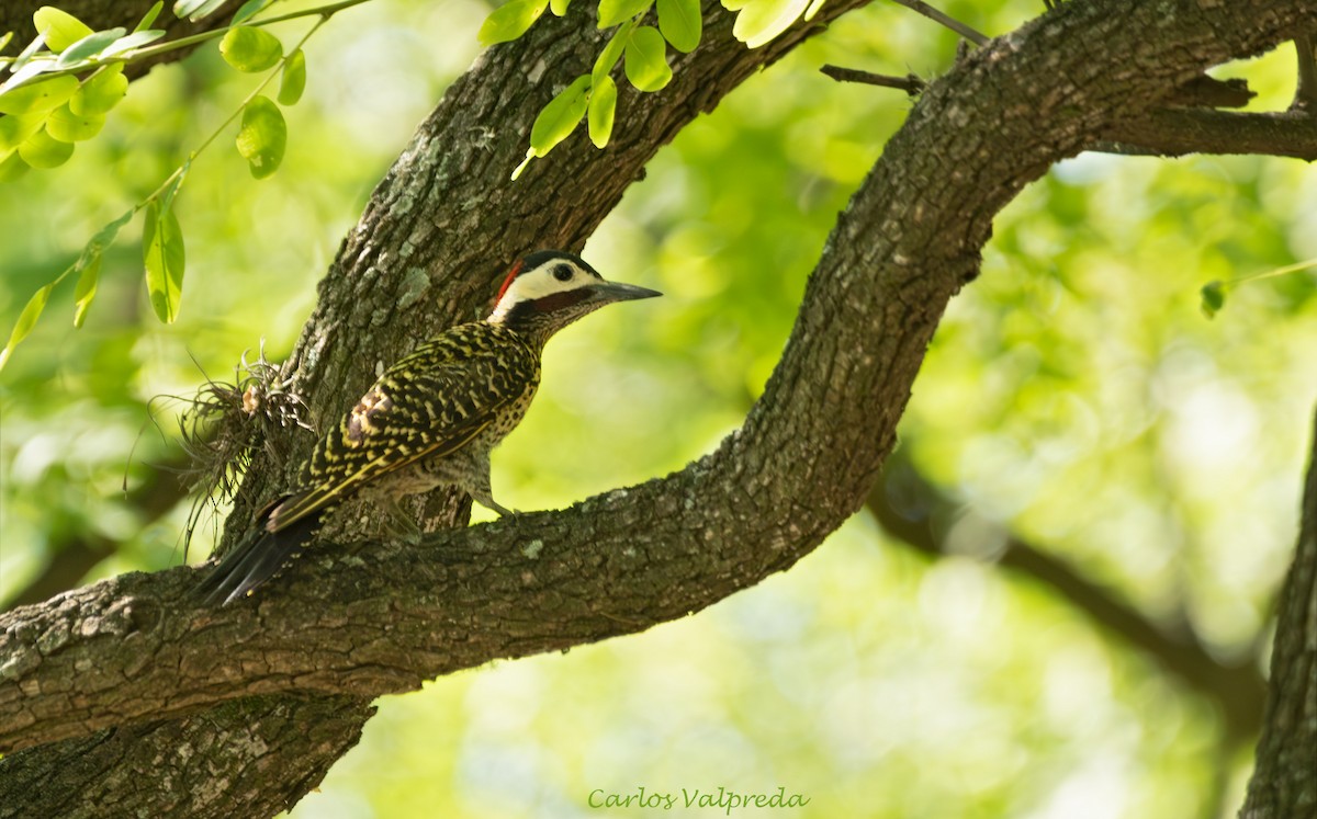 Декол плямистоволий - ML647420008