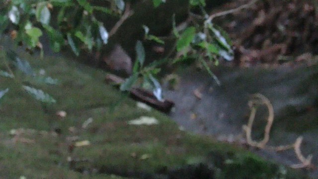 Странствующий дрозд - ML647420017