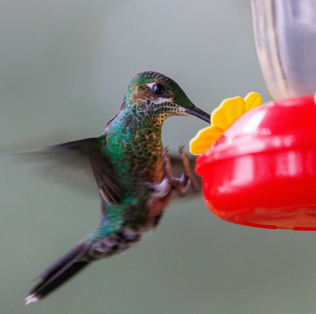 Green-crowned Brilliant - ML647420019