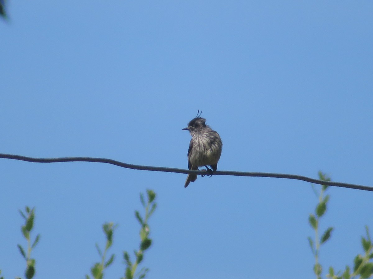 Синицевый гренадерчик - ML647420026