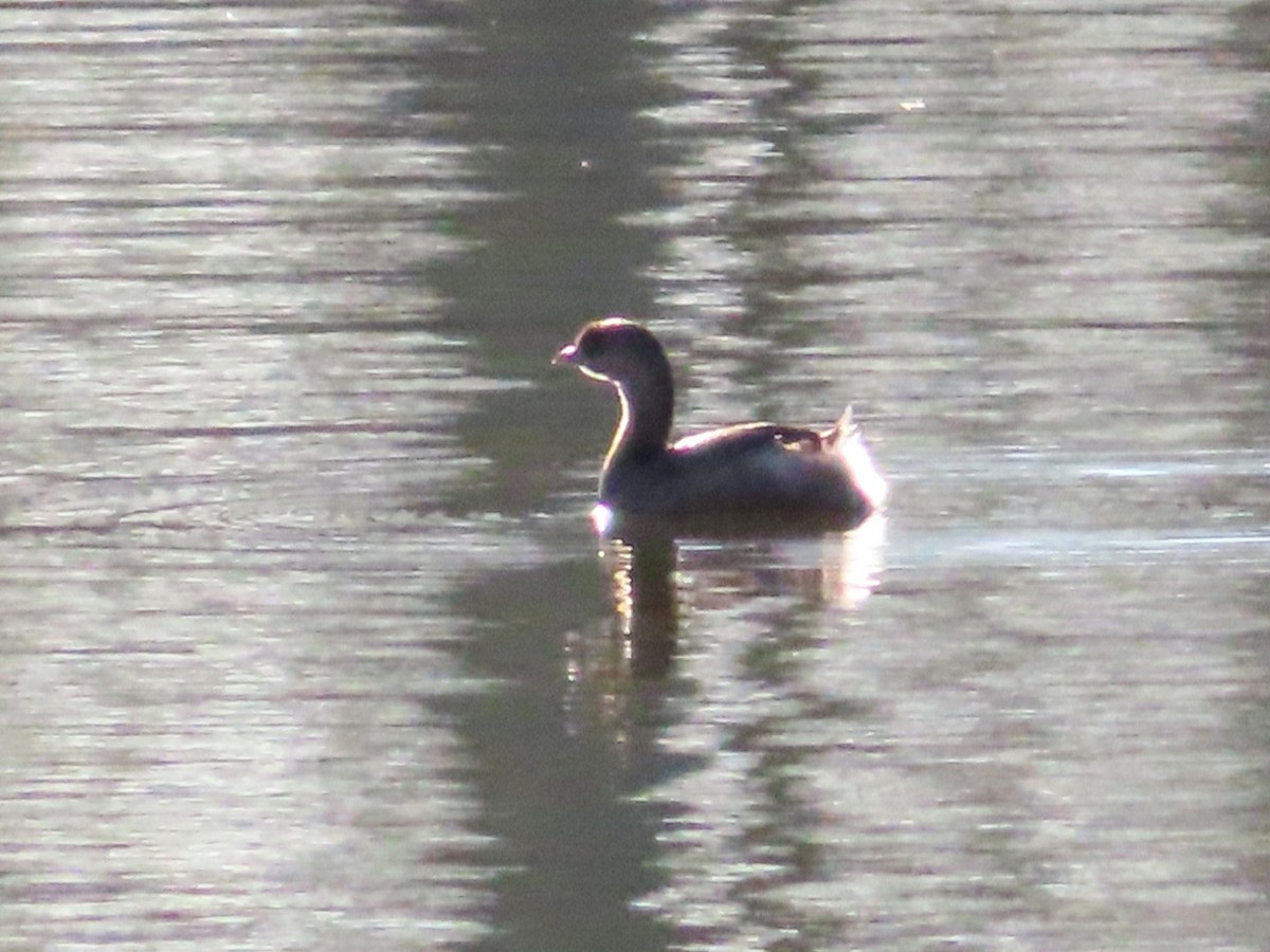 Pied-billed Grebe - ML647420031