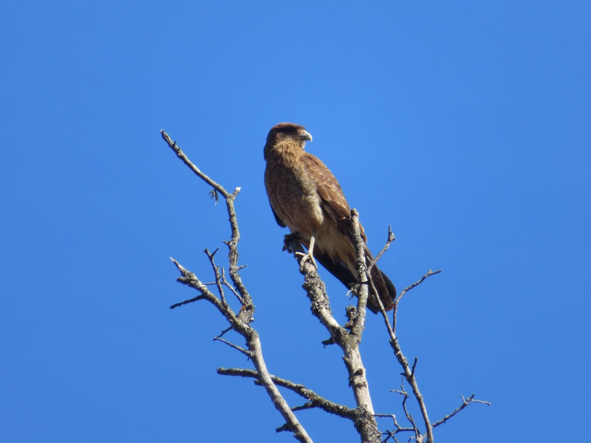 Химанго - ML647420036