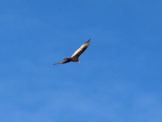 Turkey Vulture - ML647420042