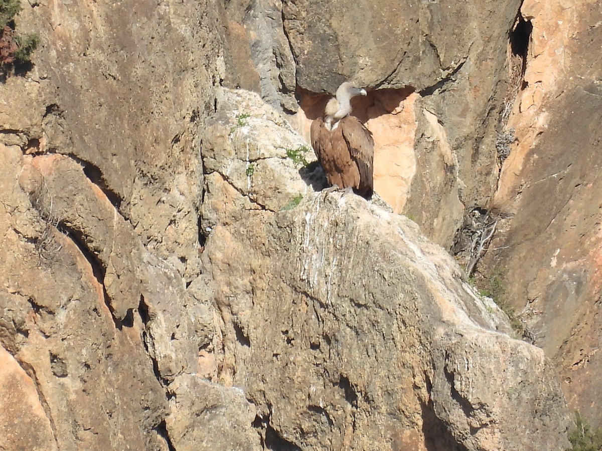 Eurasian Griffon - ML647420044