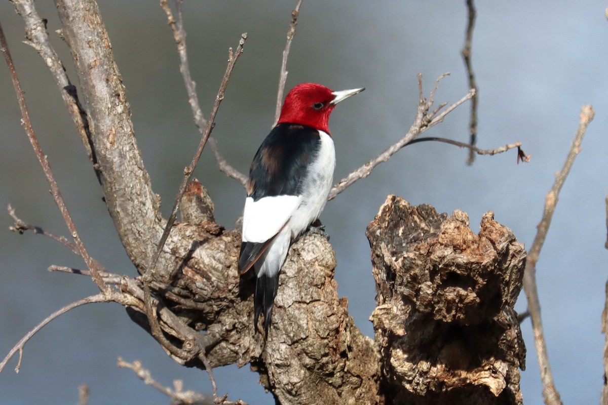 Red-headed Woodpecker - ML647420046