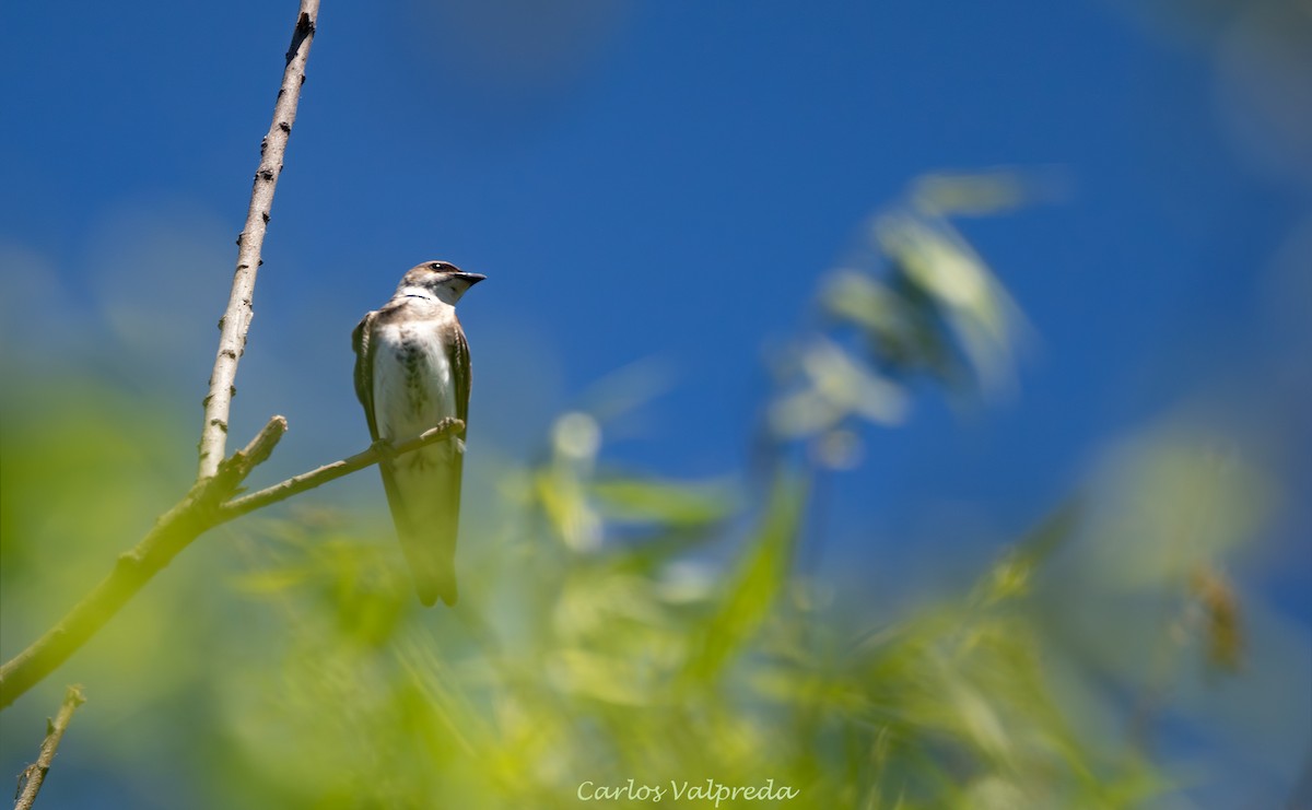 Brown-chested Martin - ML647420047