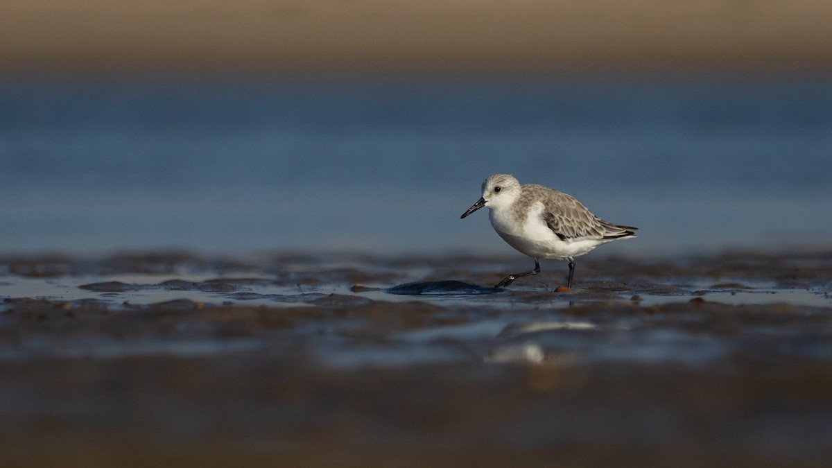Sanderling - ML647420048