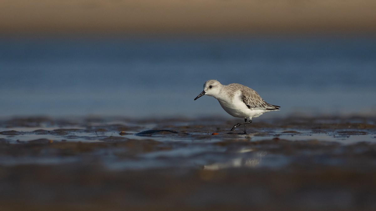 Sanderling - ML647420049