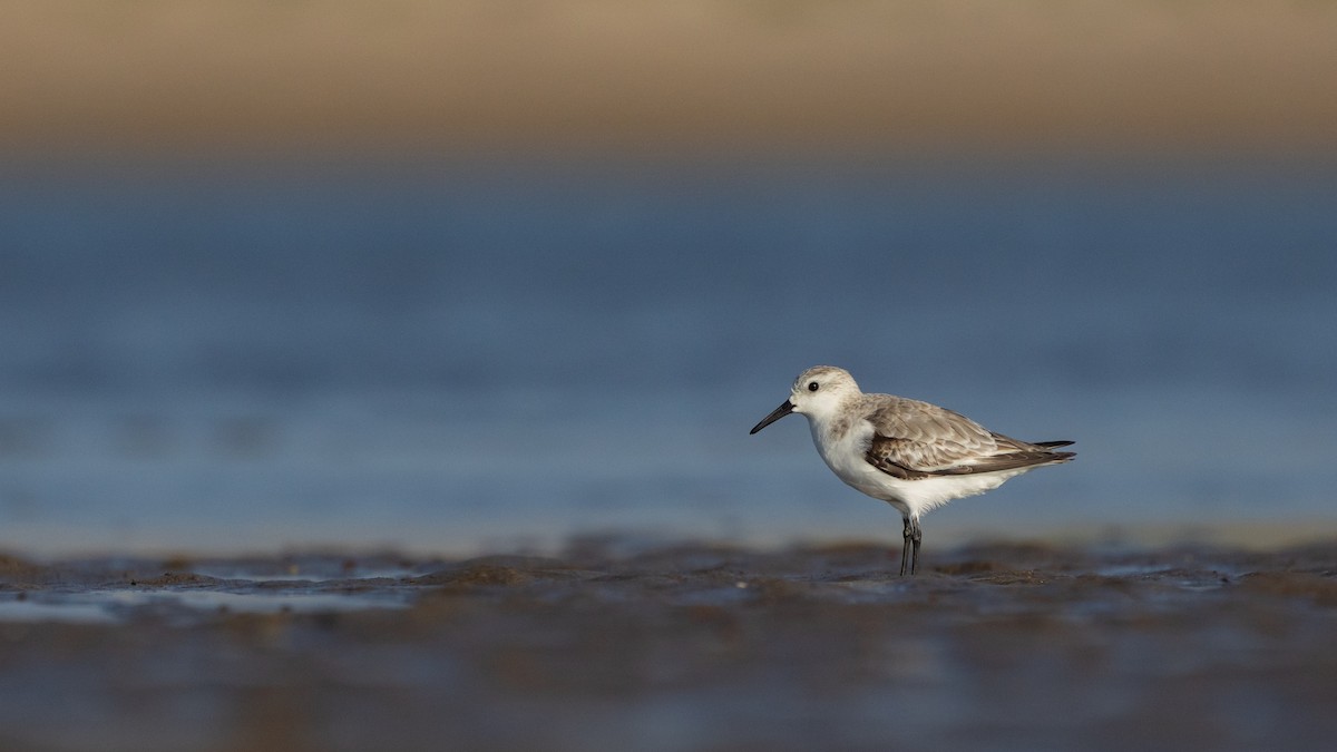 Sanderling - ML647420050
