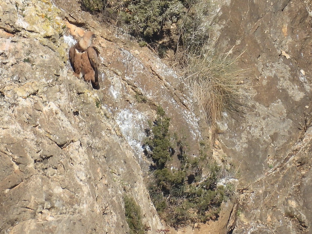 Eurasian Griffon - ML647420051