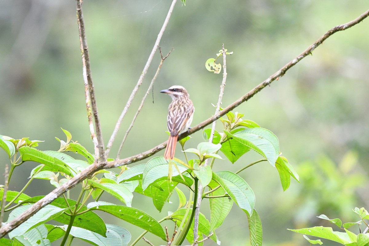 Streaked Flycatcher - ML647420052