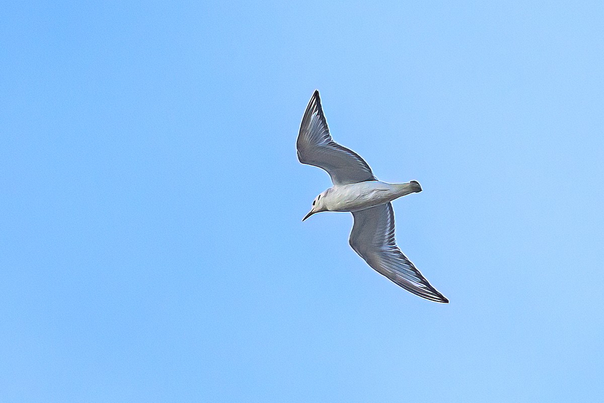 Bonaparte's Gull - ML647420053