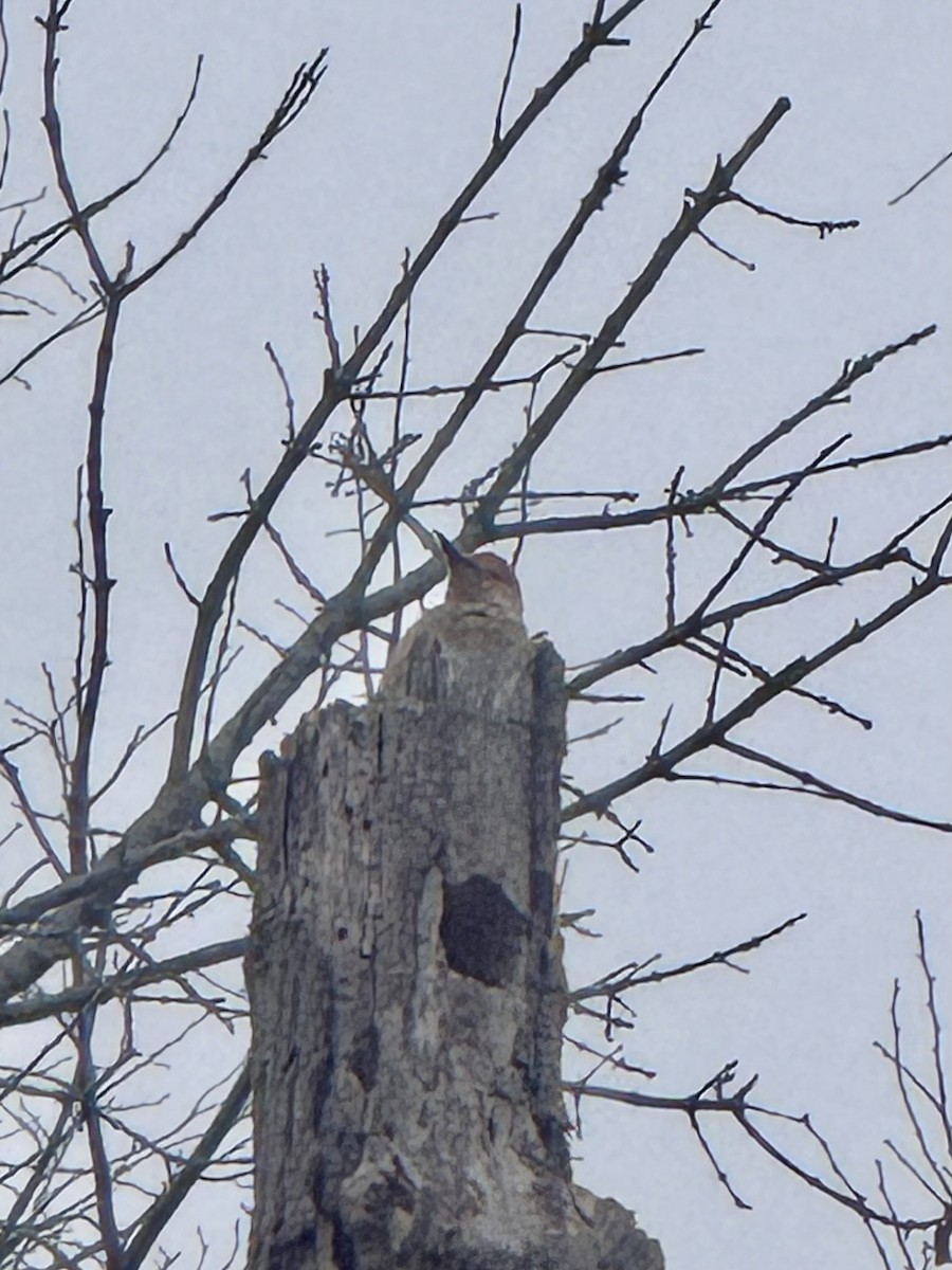 Red-bellied Woodpecker - ML647420055