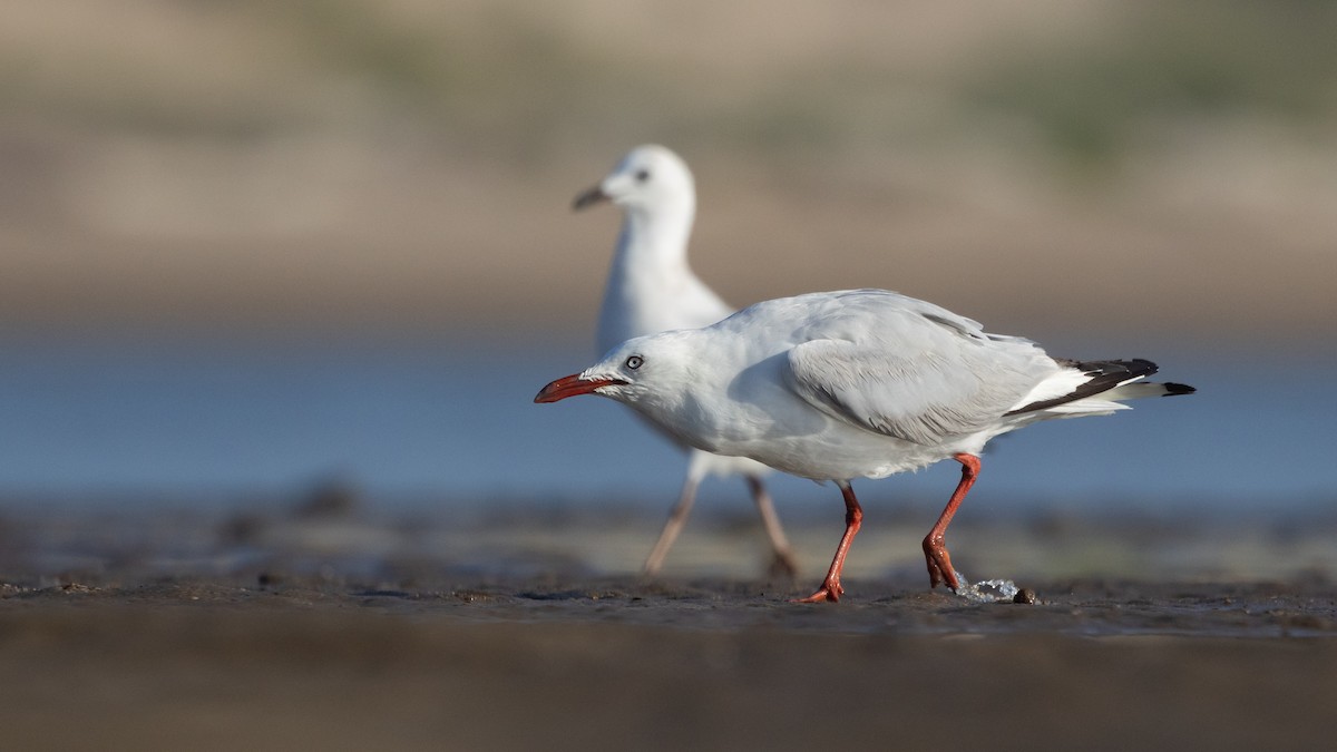 Silver Gull - ML647420056