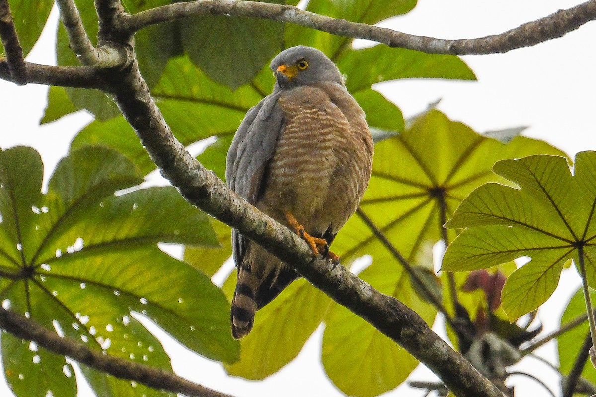 Roadside Hawk - ML647420057