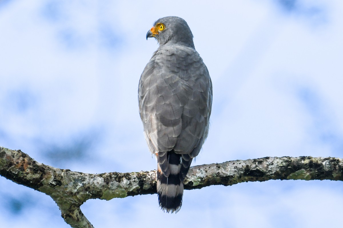 Roadside Hawk - ML647420060