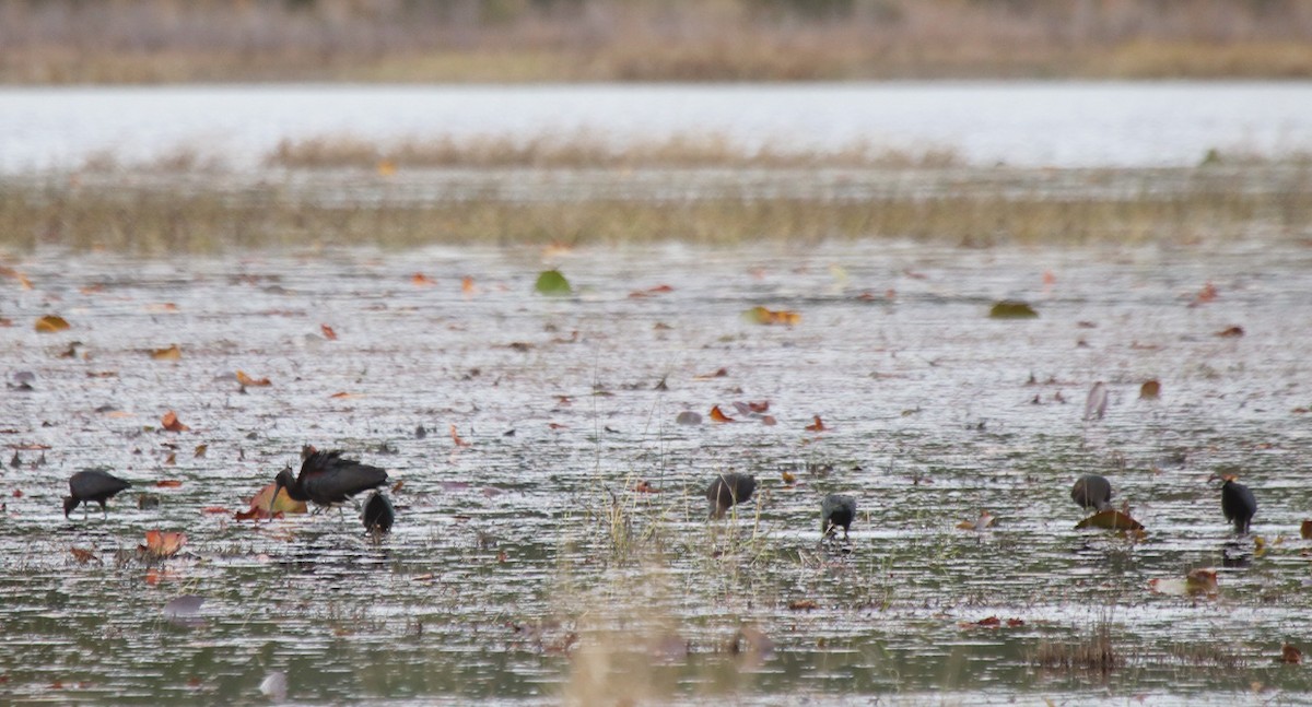 Glossy Ibis - ML647420061