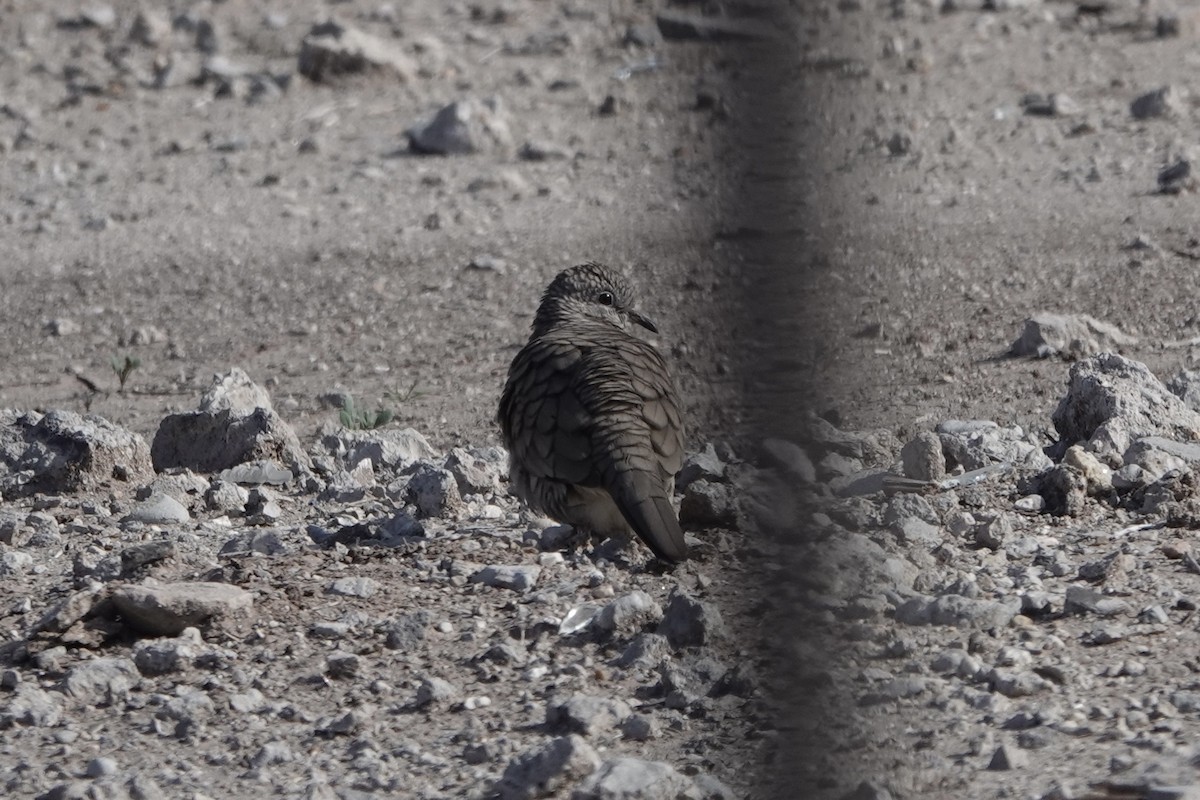 Inca Dove - ML647420062