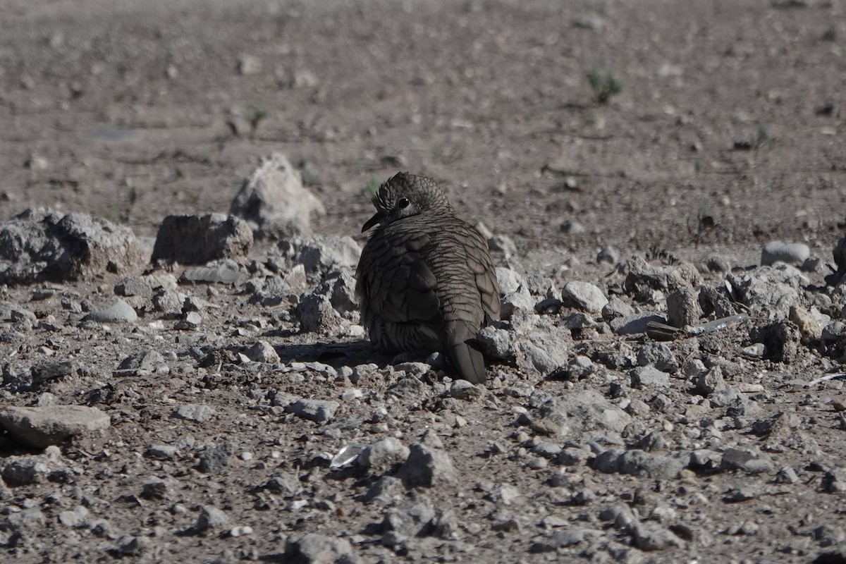 Inca Dove - ML647420063