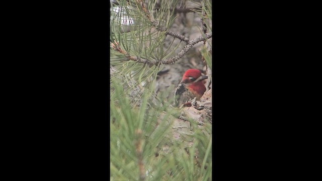 Red-breasted Sapsucker - ML647420065