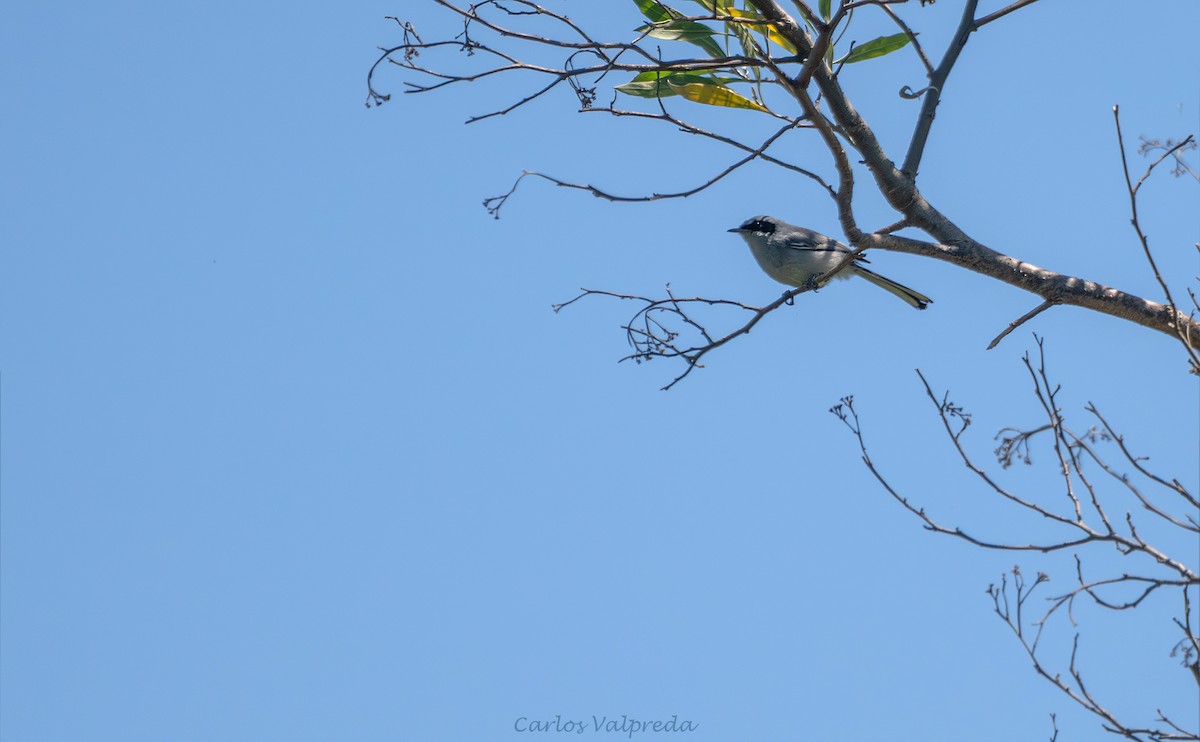 Masked Gnatcatcher - ML647420066