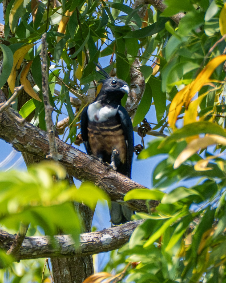 Black Baza - ML647420067