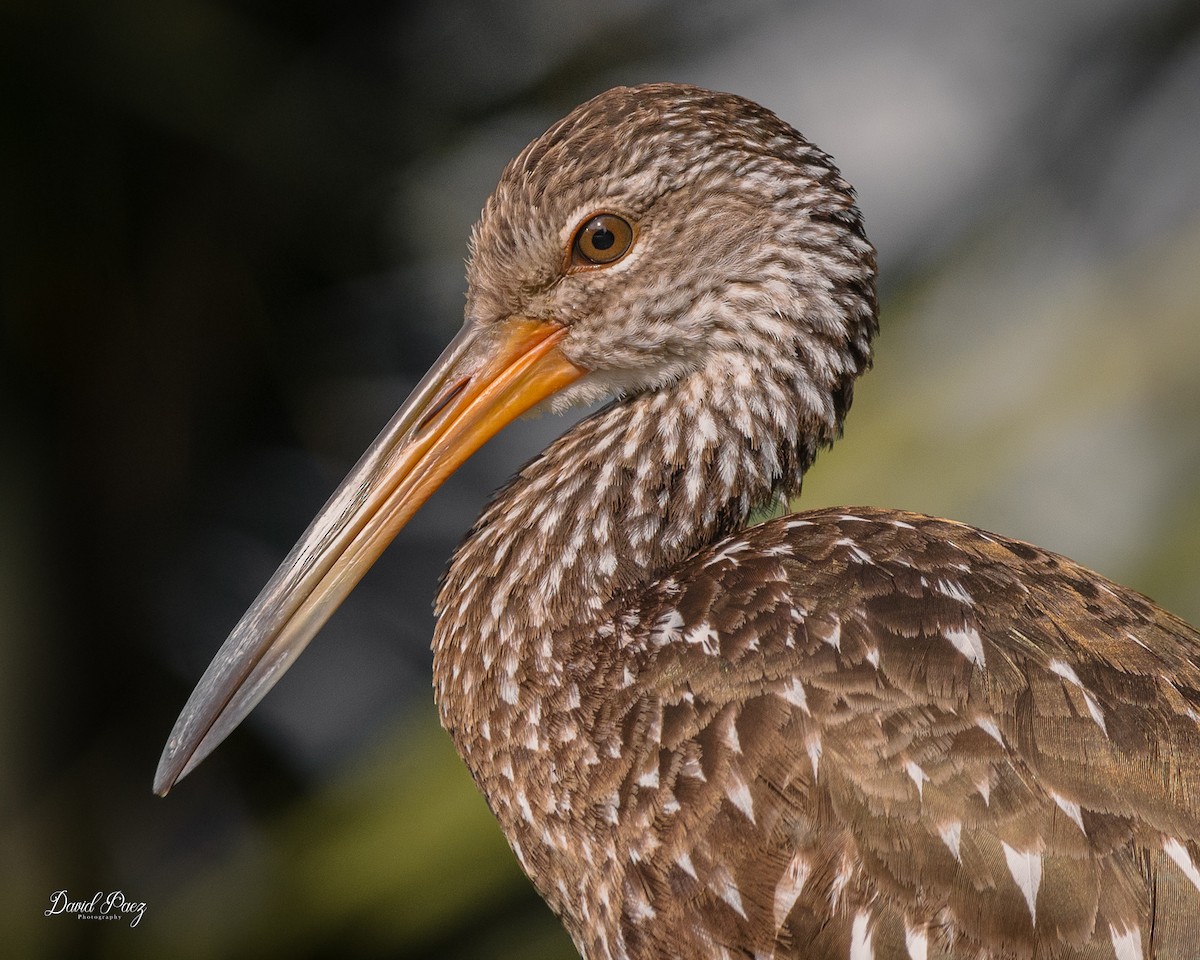 Limpkin - ML647420069