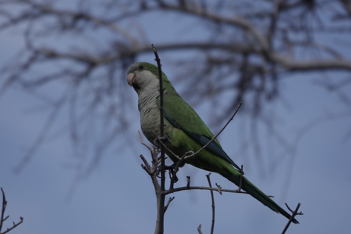 Monk Parakeet - ML647420070