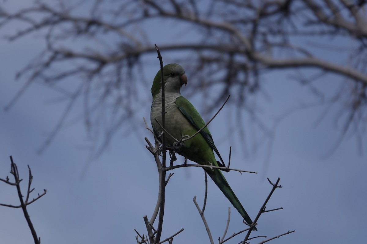 Monk Parakeet - ML647420071