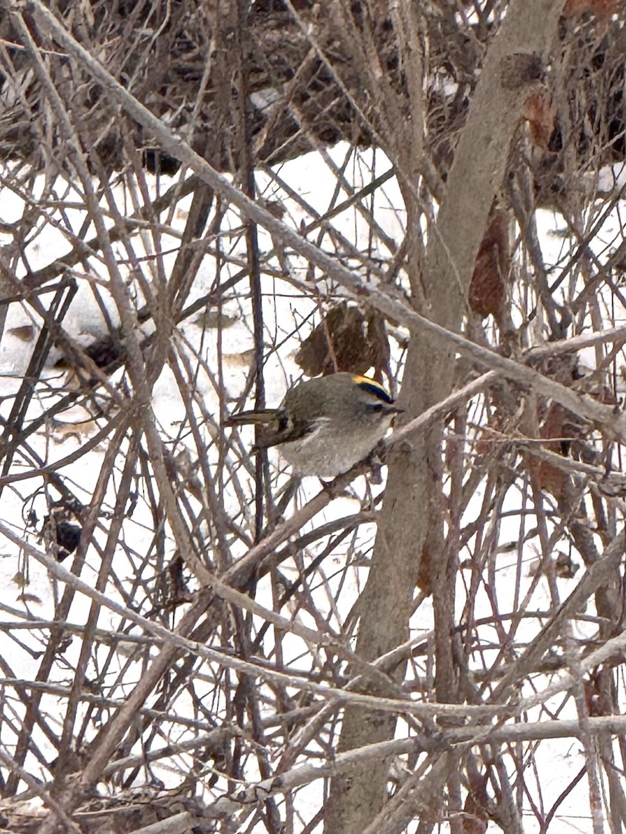 Golden-crowned Kinglet - ML647420072