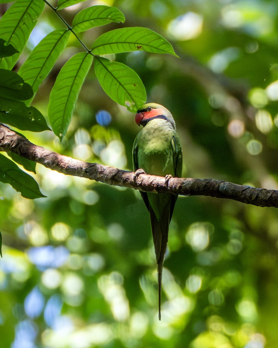 Папужець малазійський - ML647420080