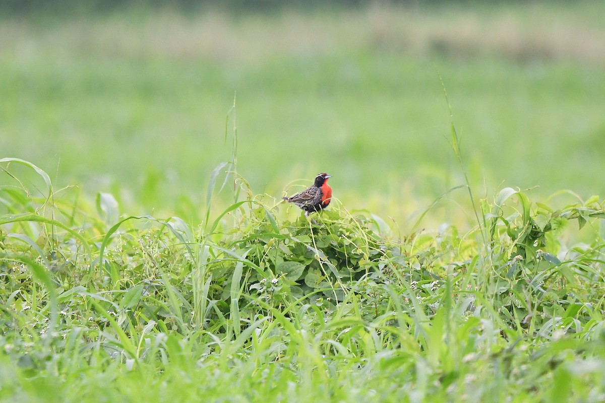 Sturnelle du Pérou - ML647420082