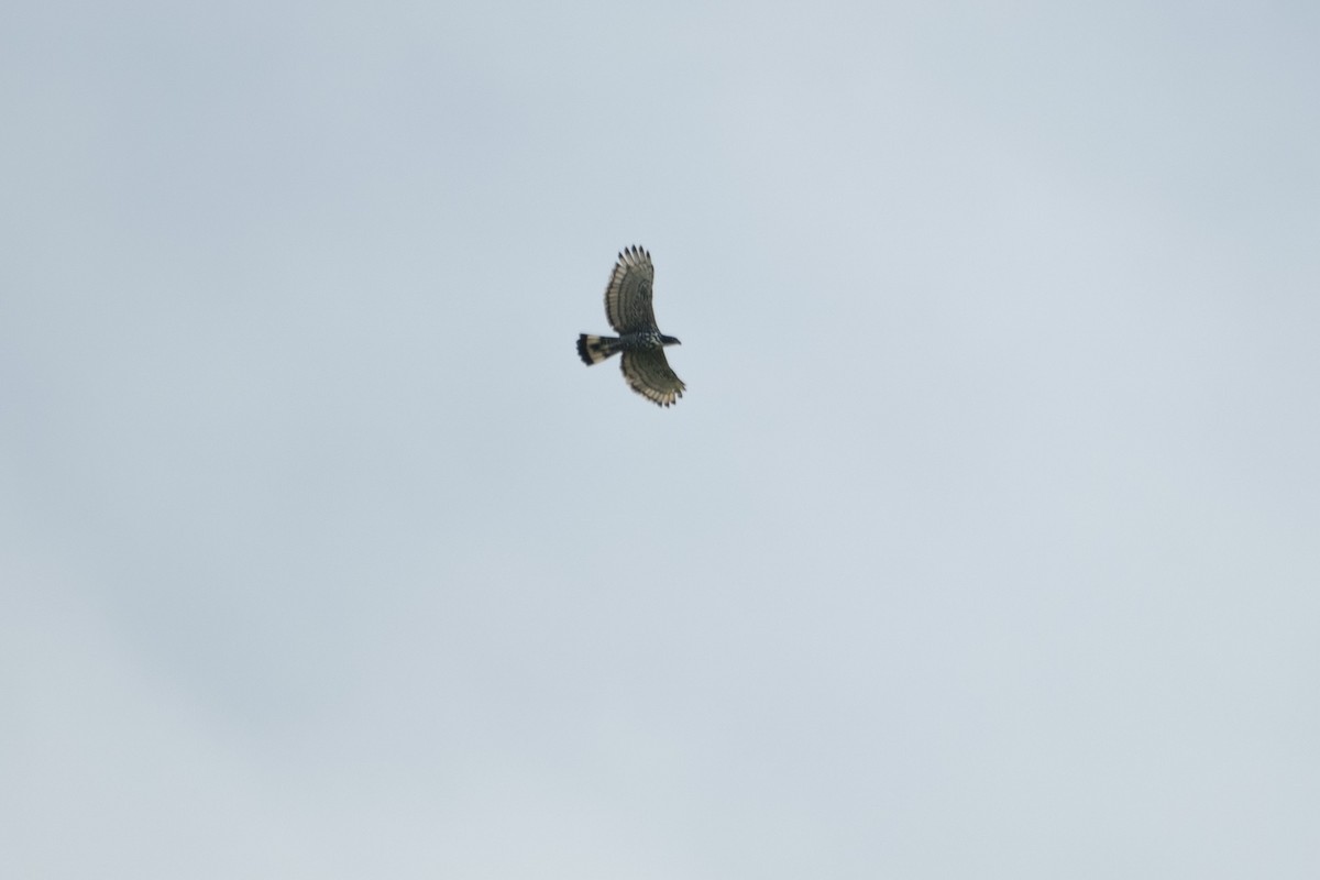 Blyth's Hawk-Eagle - ML647420085