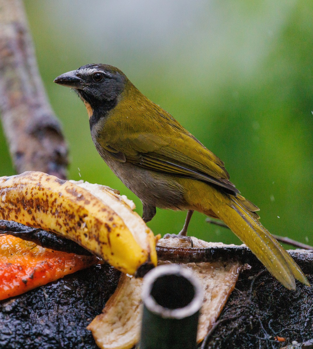Buff-throated Saltator - ML647420086