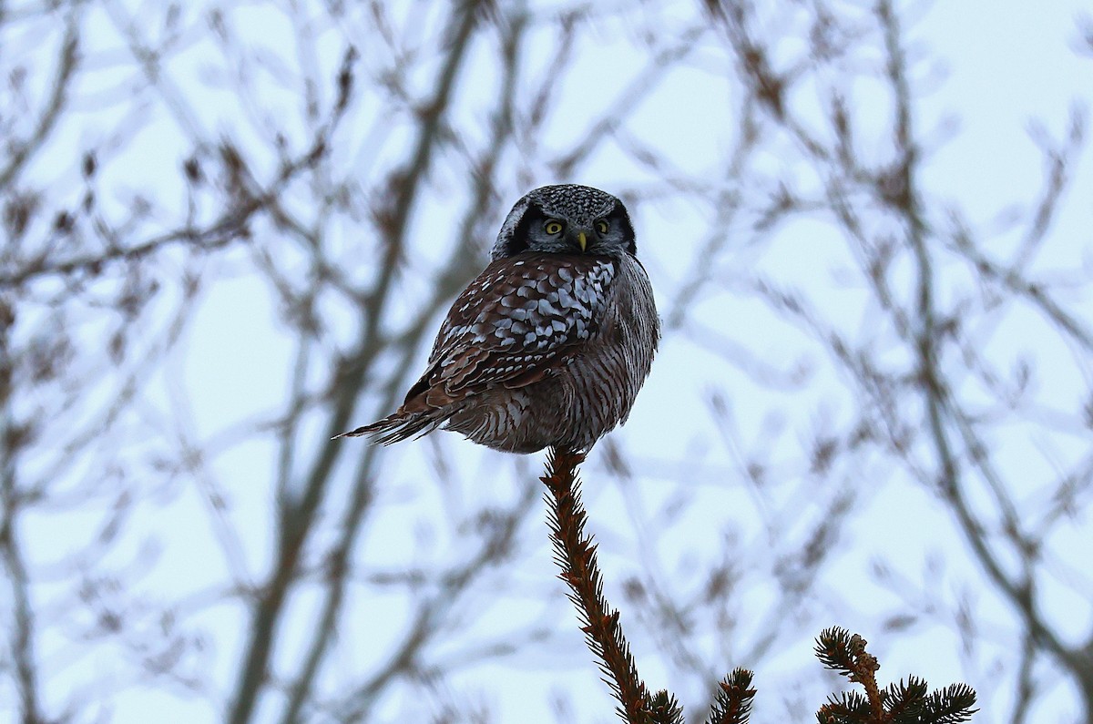 Northern Hawk Owl - ML647420088
