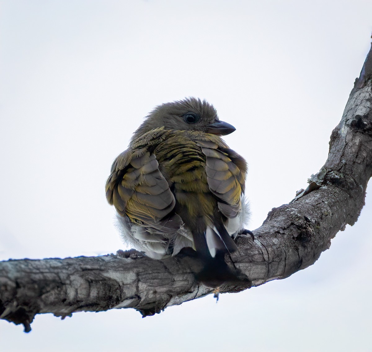Lesser Honeyguide - ML647420089