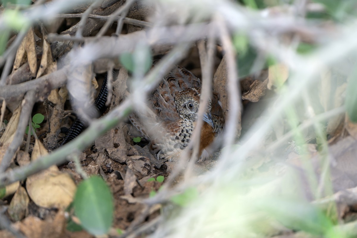 springvaktel - ML647420090