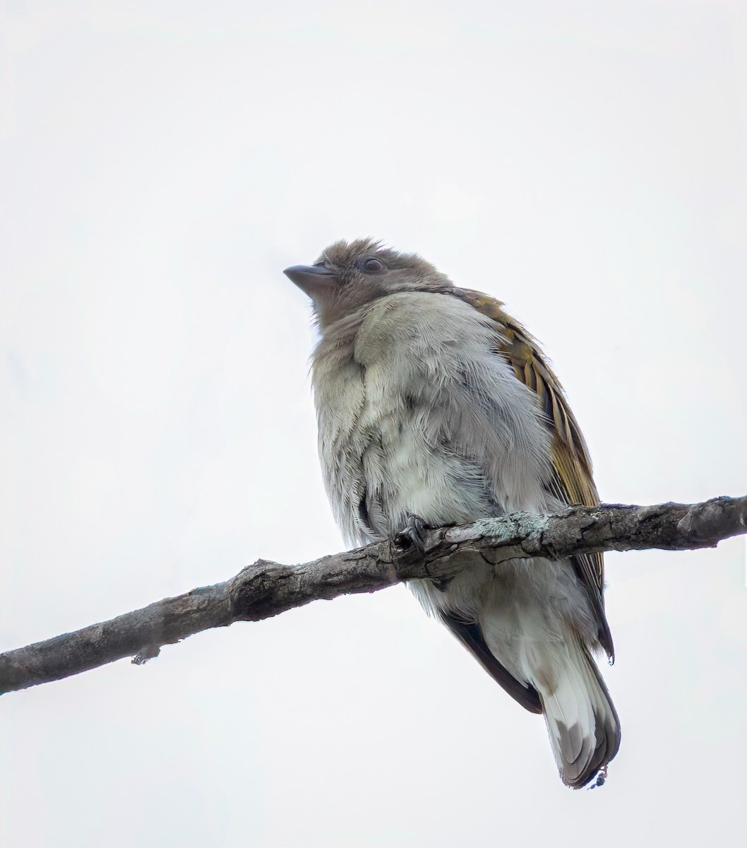 Lesser Honeyguide - ML647420091