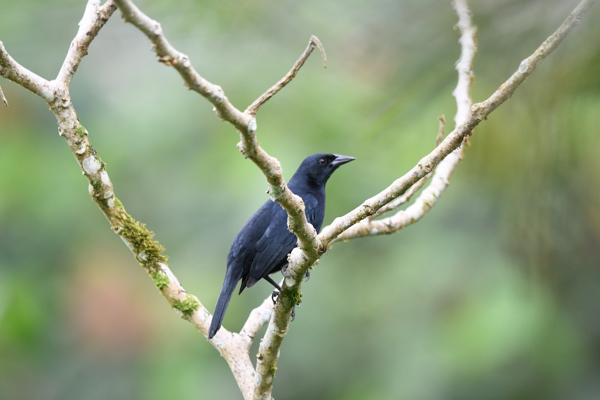 Scrub Blackbird - ML647420094